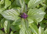 The best time to dry herbs is just before they flower.