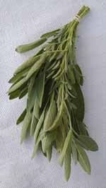 Tie herb springs into bunches for drying.