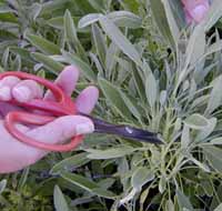 Harvest herbs before the sun gets hot.