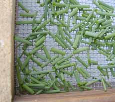 A drying tray or screen is good for small herbs.